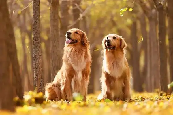 Six obligatory stages in the life of a golden dog