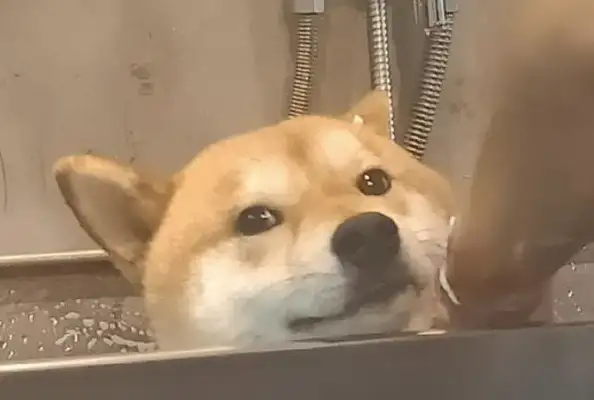 The dog showered at the pet store, and he looked down on the master, suggesting that he should get out