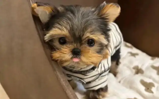 The titanium prostheses have reborn disabled pups