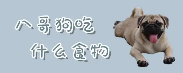 What kind of food does a dog eat