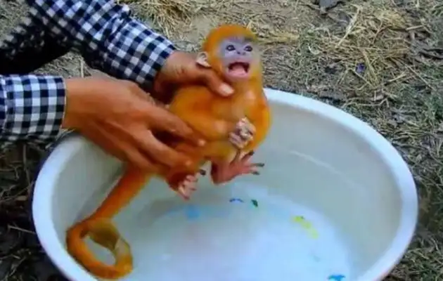 The master bathed the monkey, and the monkey thought he was drowning, and the next thing he did was funny