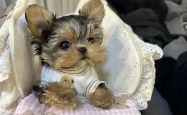 The titanium prostheses have reborn disabled pups