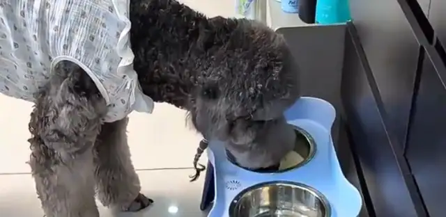 A woman rises up in the middle of the day and finds that dogs have milk every day. Drink