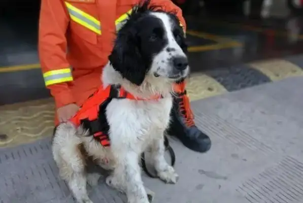 A 14-year-old dog went to the pet store to take a bath and found out who he was;