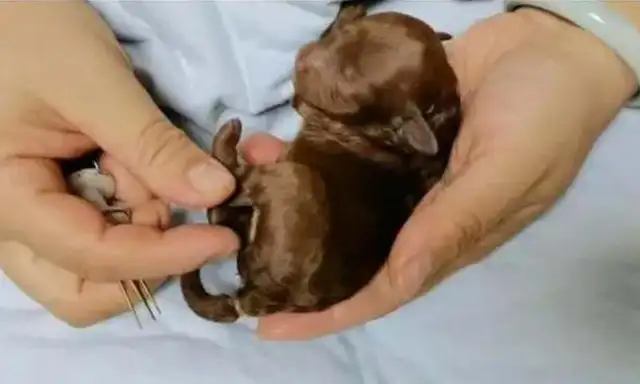 How long before a puppy ends