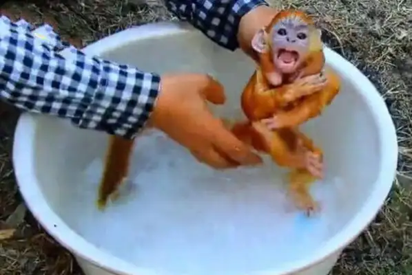 The master bathed the monkey, and the monkey thought he was drowning, and the next thing he did was funny