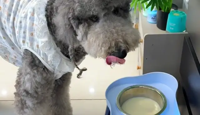 A woman rises up in the middle of the day and finds that dogs have milk every day. Drink