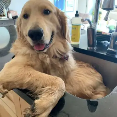 Goldhounds don't like baths but prefer kitchen sinks