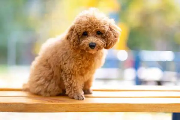 What about Teddy's dog vomiting