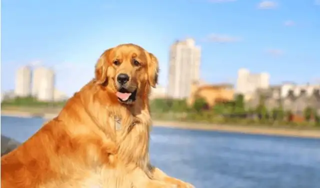 Blonde rolls out, comes home full of sand and asks for a bath