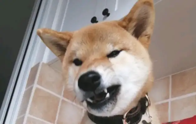 We had to take a shower early in the morning, and the dog didn't sleep enough, and the owner got scared