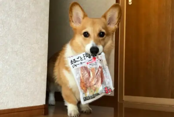Koki took the snacks he was hiding and looked at the master with pity: Can we split