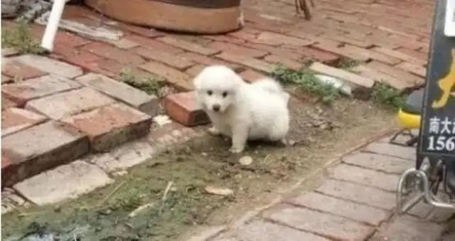 The girl picked up a stray dog and took her to the pet shop to take a shower. Tickets