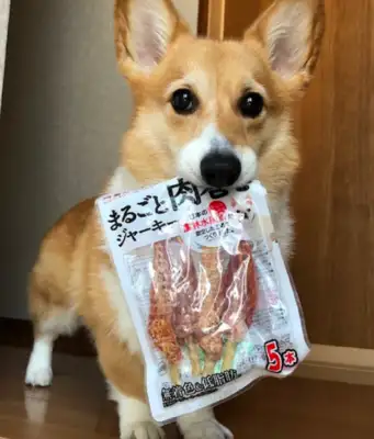 Koki took the snacks he was hiding and looked at the master with pity: Can we split