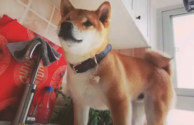 We had to take a shower early in the morning, and the dog didn't sleep enough, and the owner got scared
