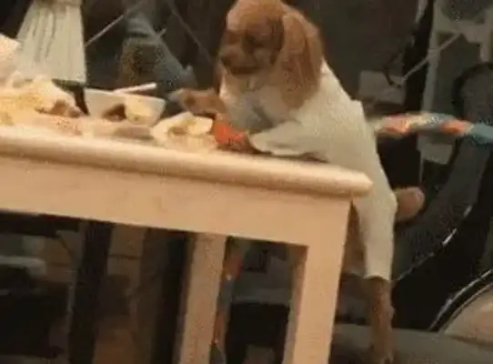 When the master didn't notice, the little Teddy had a snack, and he fell