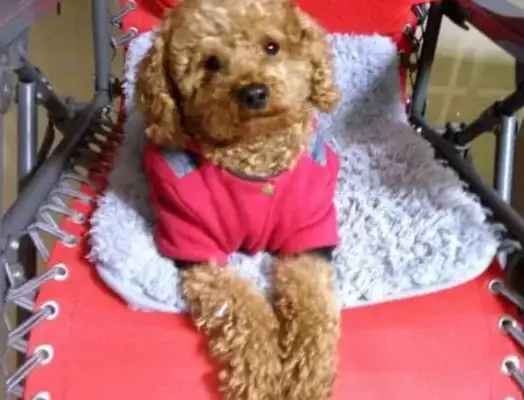 When the master didn't notice, the little Teddy had a snack, and he fell