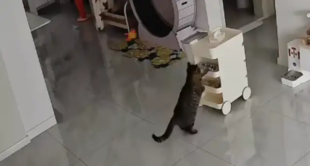 Gillin's cat is a trainman, pushing a snack truck around