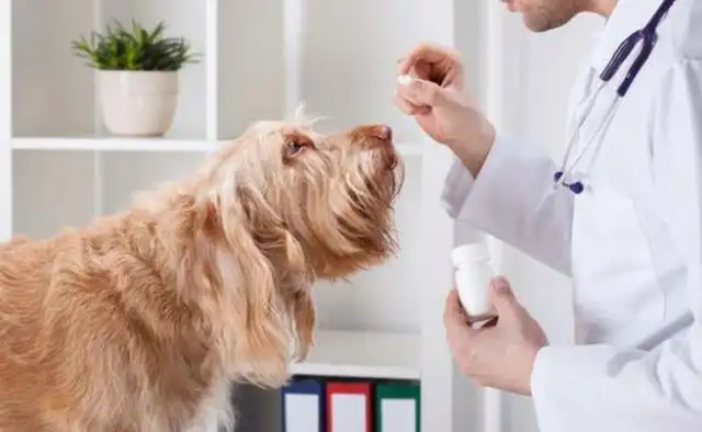 Can a dog take a bath after an anti-worm