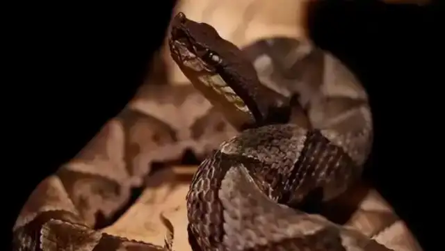 Residents were bitten by snakes