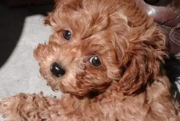When the master didn't notice, the little Teddy had a snack, and he fell
