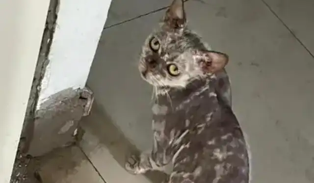 It's heartbreaking that a stray cat broke into the balcony and died