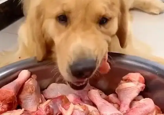 Letting a dog eat a spicy chicken challenge a snack