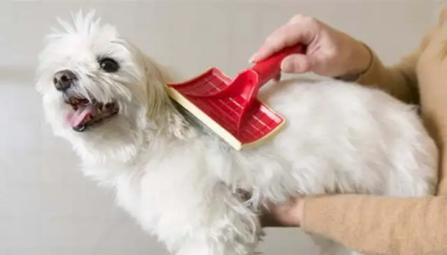 How to prevent a dog from getting sick