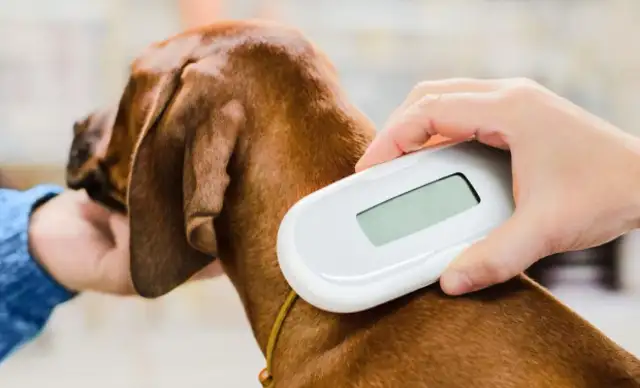 From identification to intelligence: how pet chips reshape the future of our children