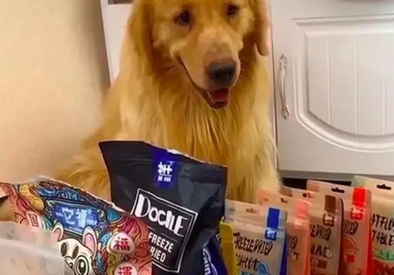 Letting a dog eat a spicy chicken challenge a snack