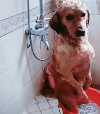 Blonde rolls out, comes home full of sand and asks for a bath
