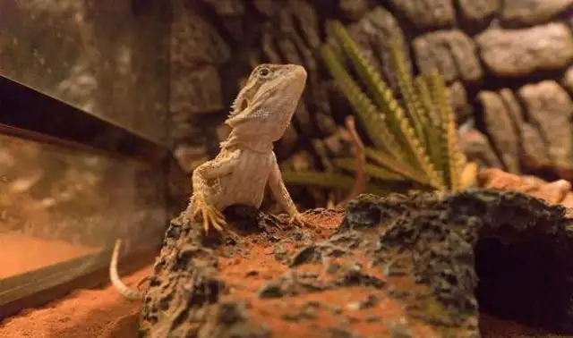 What if the iguana gets pneumonia