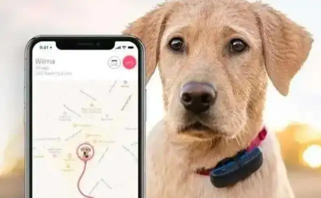 From identification to intelligence: how pet chips reshape the future of our children