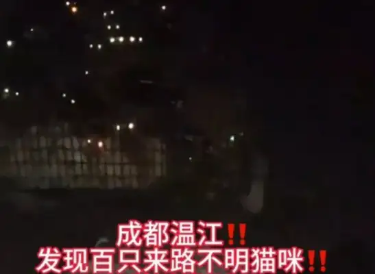 Shangdu's boar-manufacturing place has a lot of stray cats? The premises have been banned by law