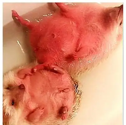 The girl let her boyfriend bathe the hedgehog. It's been 10 minutes