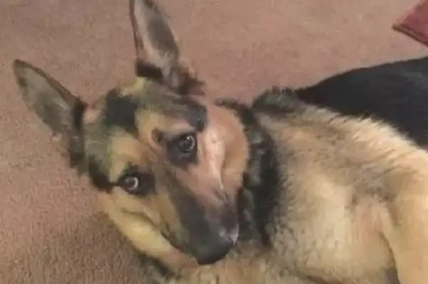 The Humboldt shepherd was taken into custody and became more and more sticky. He even took a bath