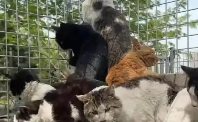 Shangdu's boar-manufacturing place has a lot of stray cats? The premises have been banned by law