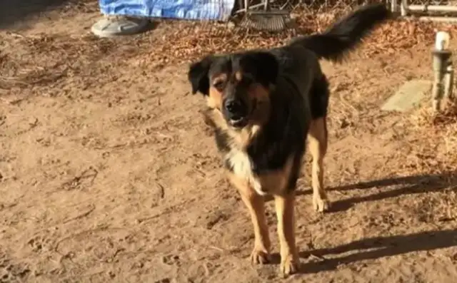 A stray dog isn't bait for snacks, but for his friends! I didn't expect to see the dog the next day