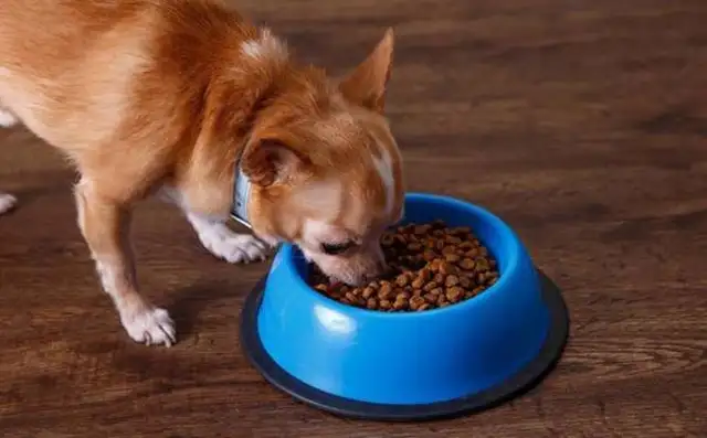 Dogs eat a few times a day