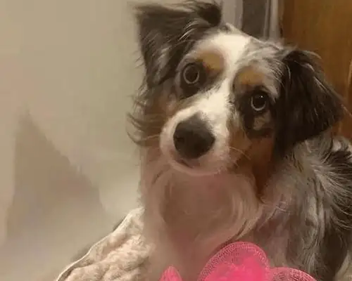 The dog is willing to bathe with the master, but he can't wet his ass