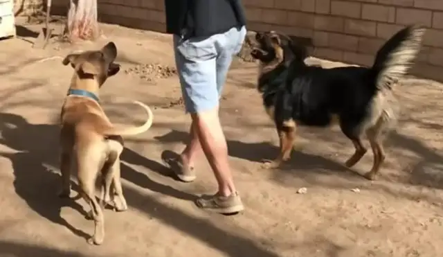 A stray dog isn't bait for snacks, but for his friends! I didn't expect to see the dog the next day