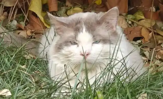 The third free-of-charge sterilisation of vagrant cats in the Queens was launched and served as a good model