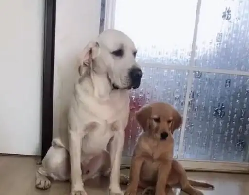 Goldie won't take a bath. As a big brother, Labrador's reaction is quite mastery