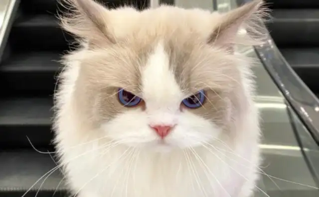 Chengdu Red Cat, "Rad Sister" cures millions of Internet friends, as a "psychological replacement" for workers