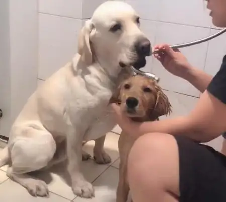 Goldie won't take a bath. As a big brother, Labrador's reaction is quite mastery