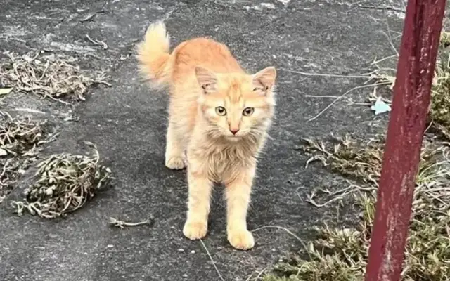 The third free-of-charge sterilisation of vagrant cats in the Queens was launched and served as a good model