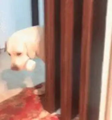 Goldie won't take a bath. As a big brother, Labrador's reaction is quite mastery