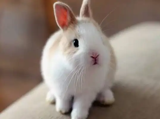 The woman took a bath for the rabbit, took a call and came back jealous