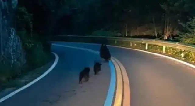 It's rare! Three wild black bears, "The Family Travels" Tai White Mountain