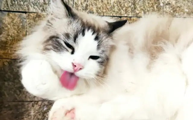 Chengdu Red Cat,